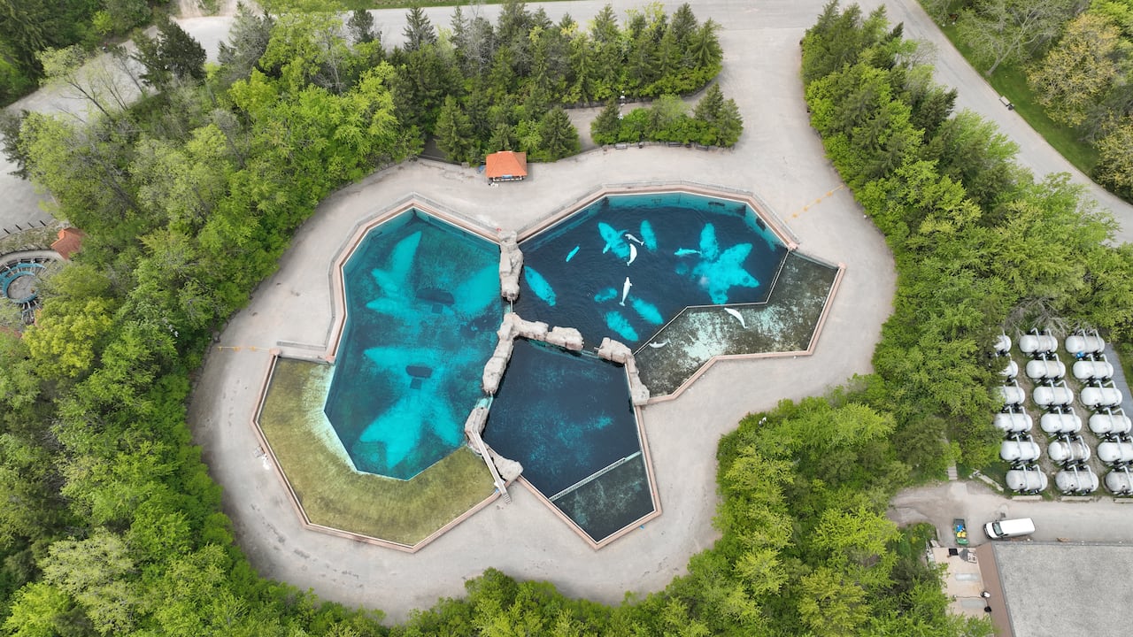 A drone view of three large outdoor pools, surrounded by concrete and green trees. Dolphins or beluga whales can be seen swimming in the pools.  