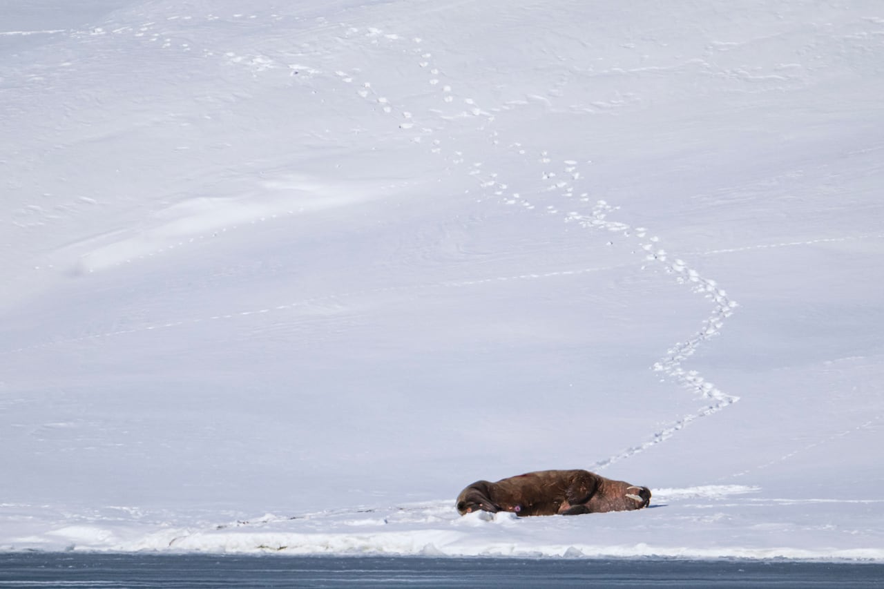 A walrus rests on an snowy patch of land next to the water in Svalbard. 