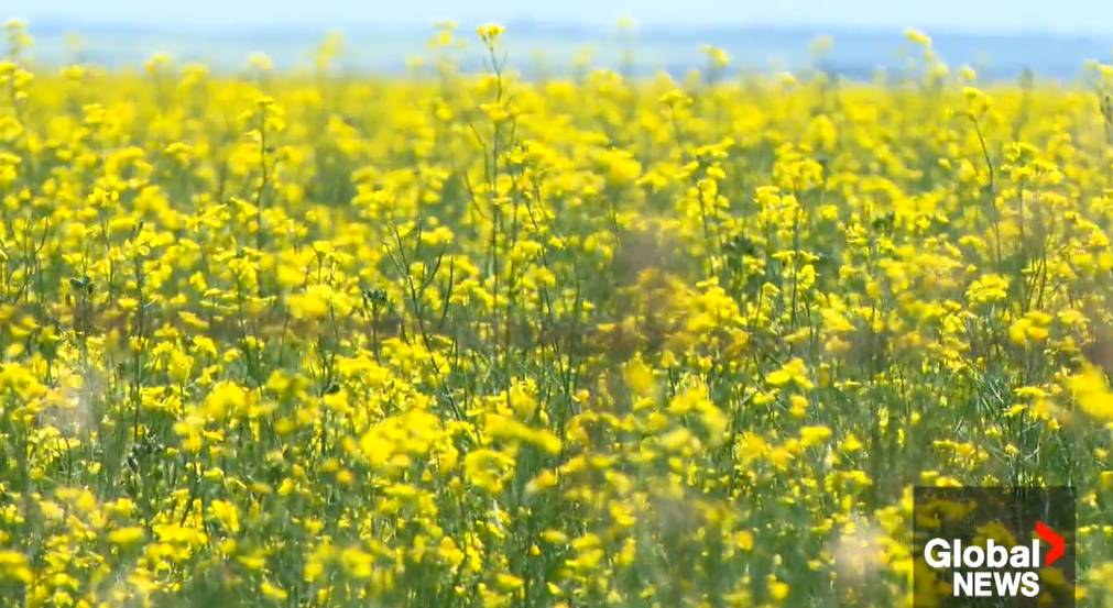 Click to play video: 'Sask Oilseeds explains what the Canada-China trade deal means for producers'