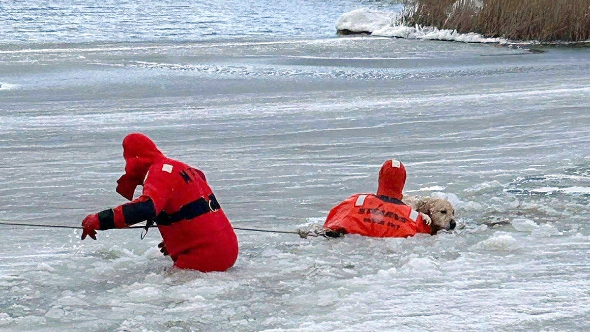 Phoenix the dog rescued by firefighters from icy pond