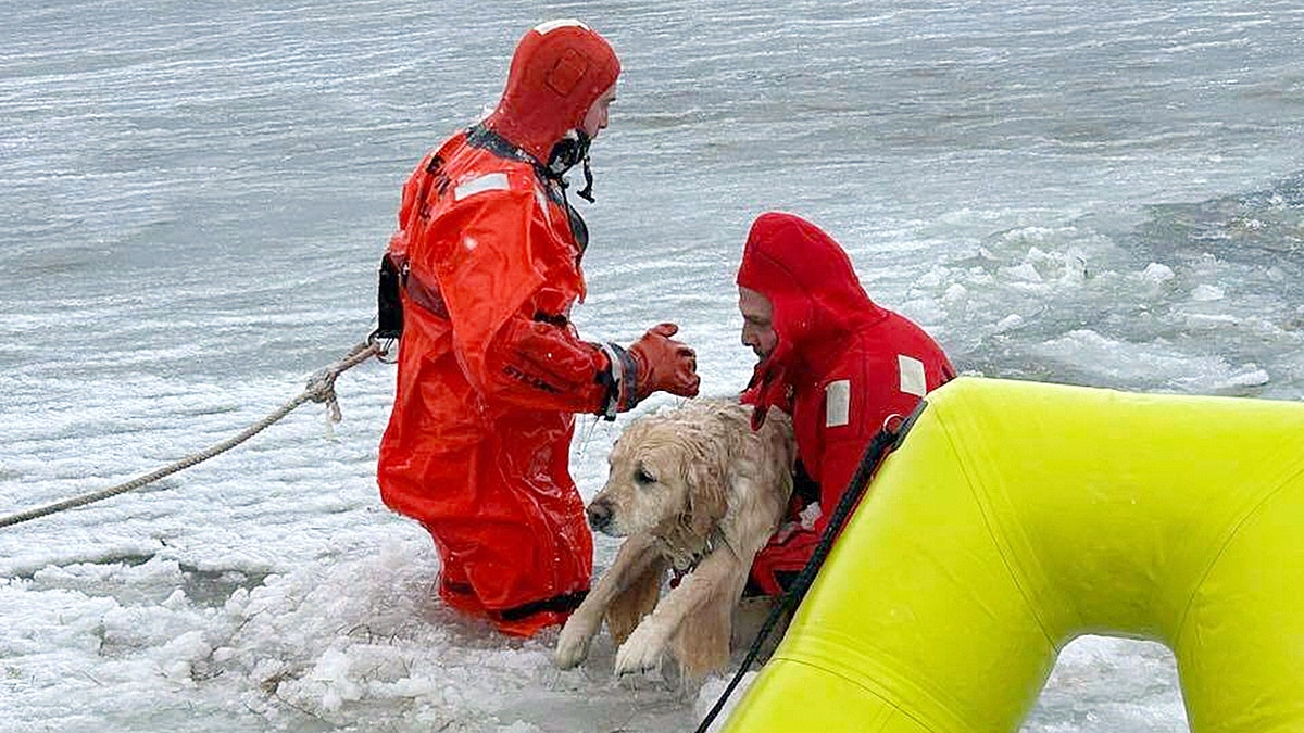 Golden retriever rescued from icy pond by firefighters