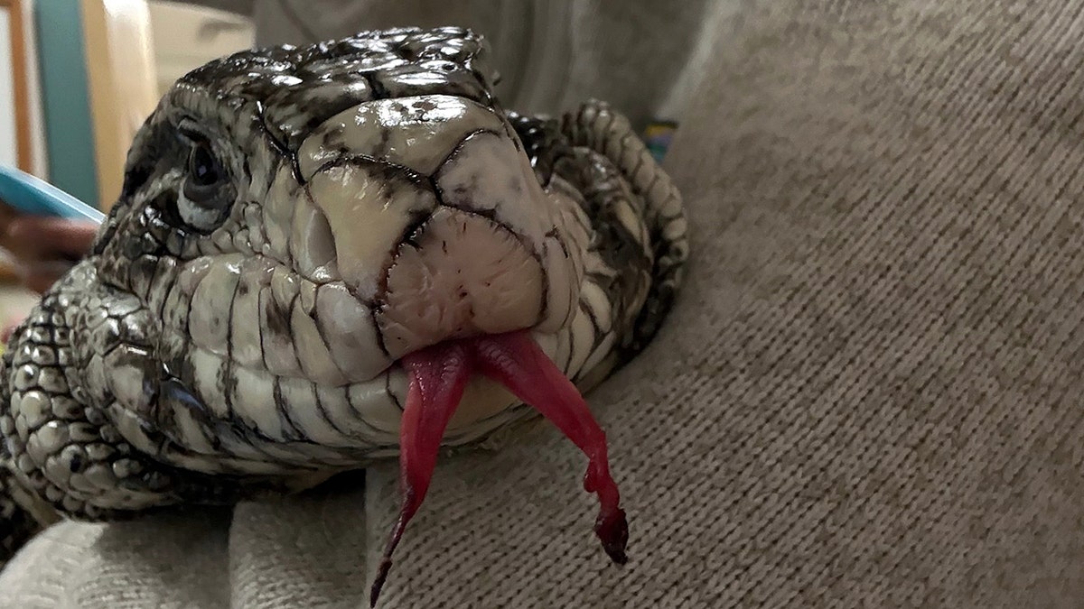 Frankie the lizard with frostbitten tongue