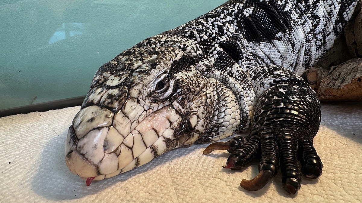 Lizard in a blizzard recovery photo