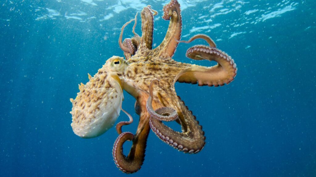 Major octopus invasion wiping out shellfish in UK waters