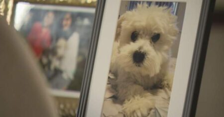 Dog put down after fatal Surrey attack against another in January