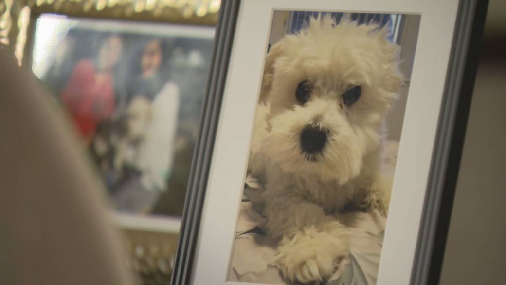 Click to play video: 'Small dog killed by larger dog in Surrey'