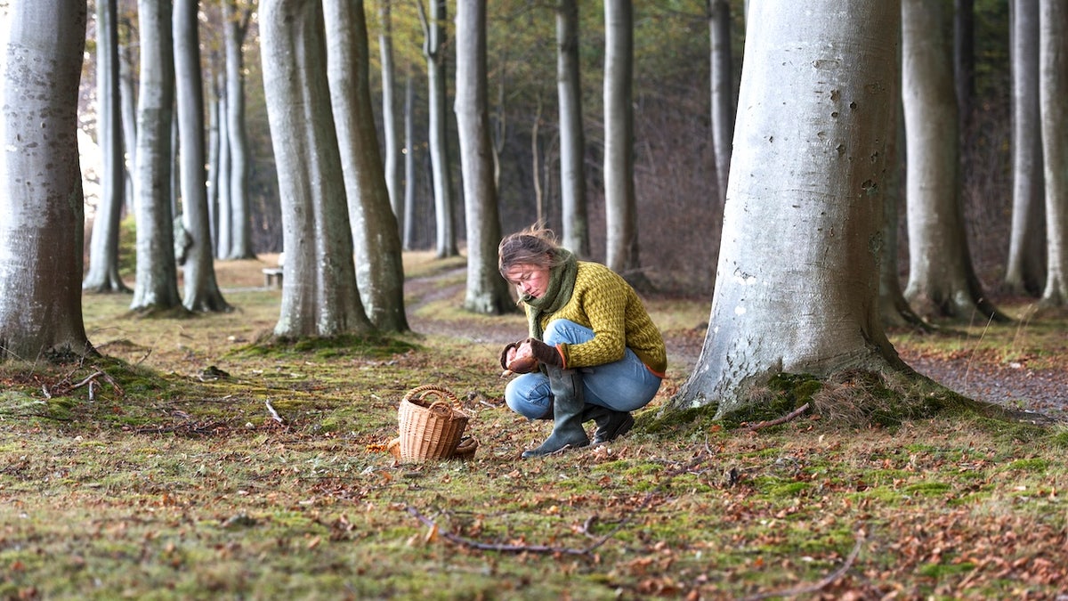 Woman foraging mushrooms