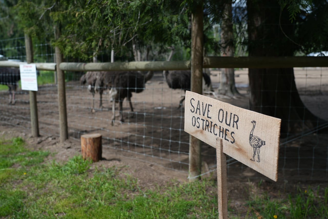 A white wooden sign on sparse green grass outside, an ostrich enclosure that has ostriches in it says Save our Ostriches in hand lettering with a drawing of an ostrich beside the lettering.