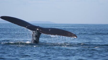 Canada rolls out whalesafe strategy to curb right whale entanglements