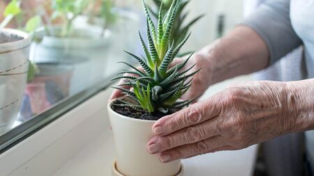 Common household plant could hold key to fighting Alzheimer’s disease