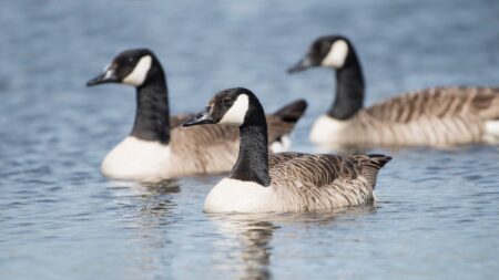 Hundreds of wild bird deaths reported across seven counties, prompting park closures