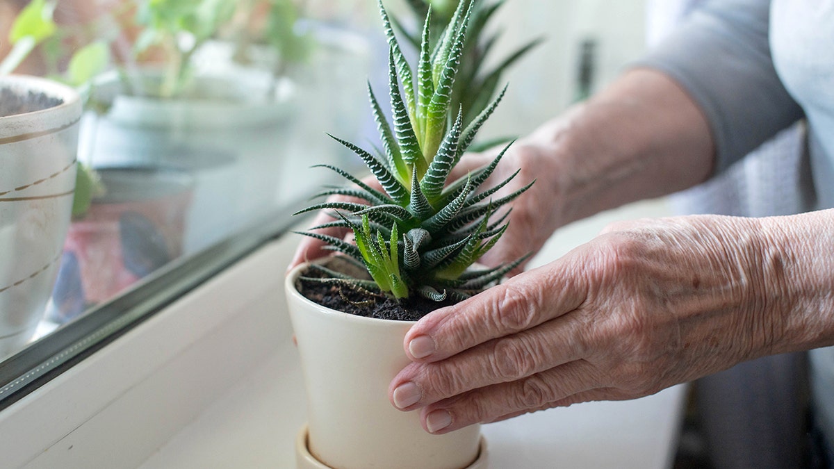 Elderly person's hands holding a potted Aloe Vera plant on a windowsill. Home gardening and elderly care concept