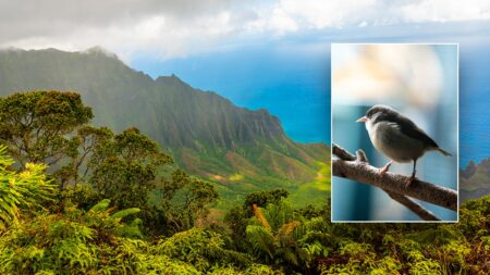 Popular honeymoon destination faces avian malaria threat, spread by mosquitoes