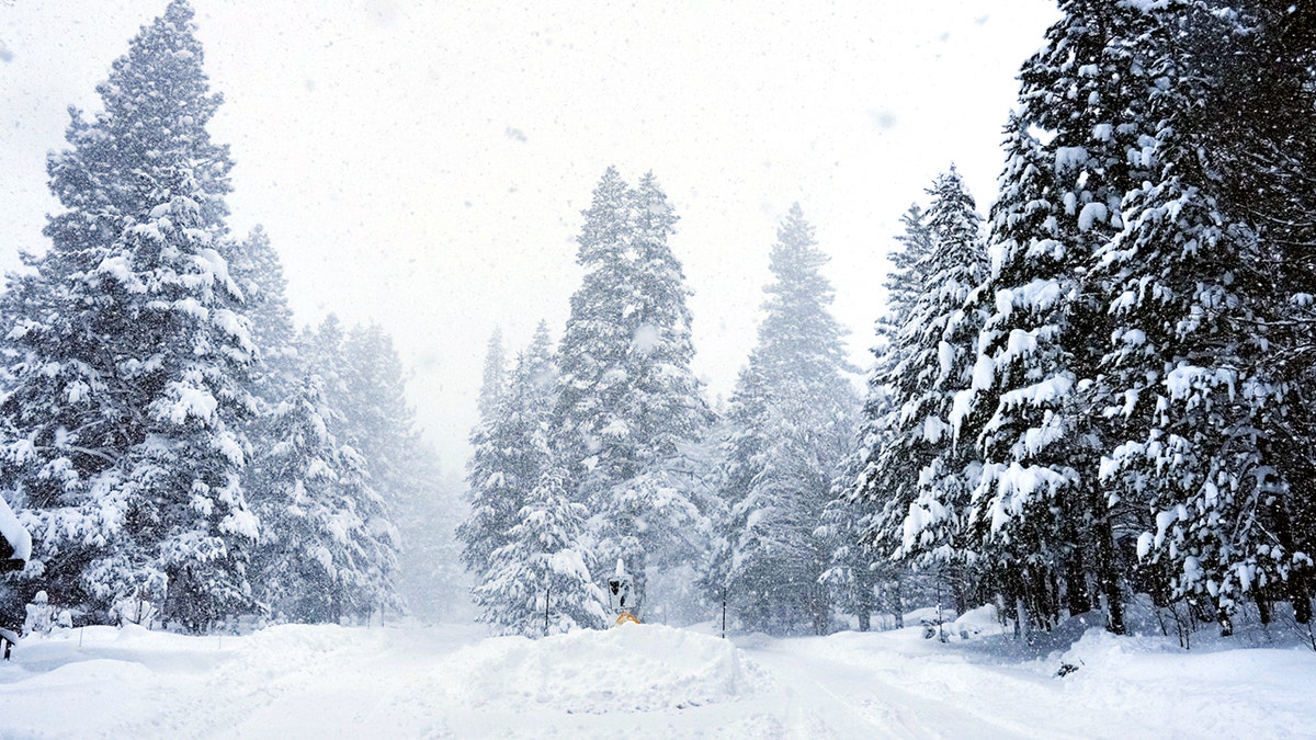 Pine trees covered in snow