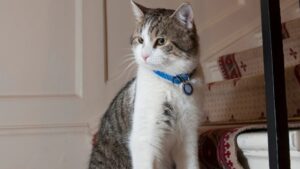 Tabby cat Larry marks 15yrs at 10 Downing Street serving SIX Prime Ministers