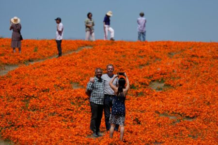 Where to see the wildflower explosion this spring at CA desert parks