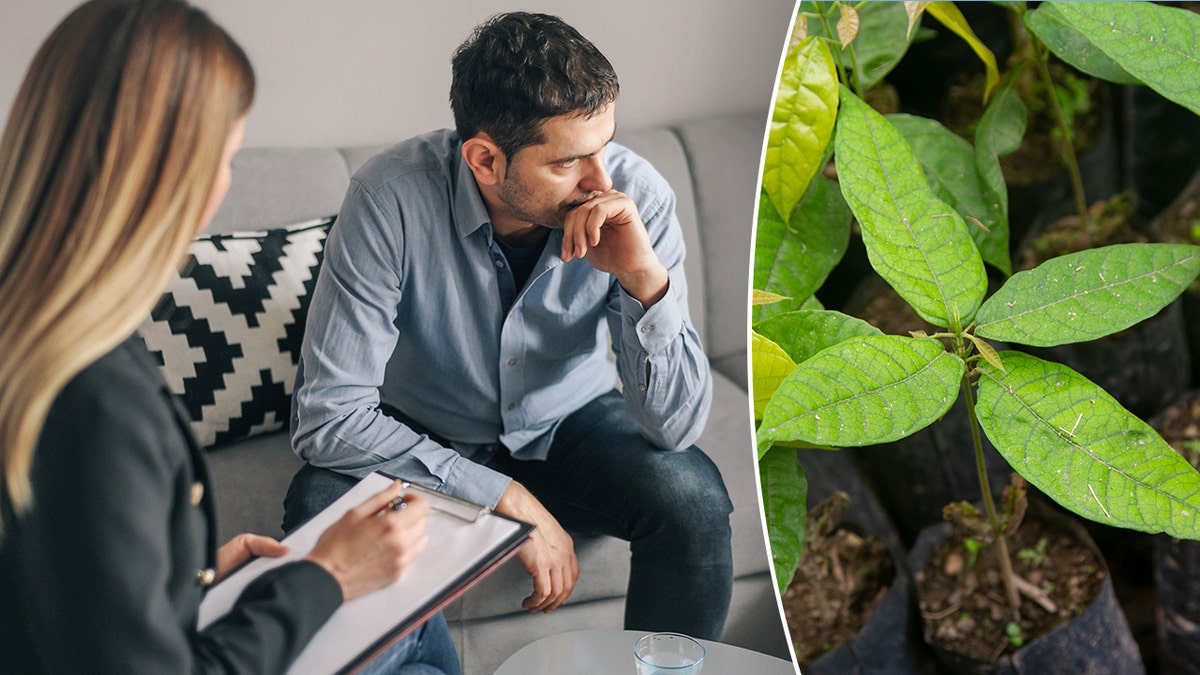 Depressed man in therapy speaking to his counselor, next to ayahuasca plant.