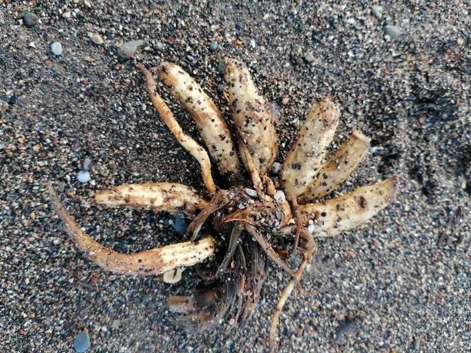 UK’s ‘most poisonous plant’ that kills humans with ONE bite washes up on beach
