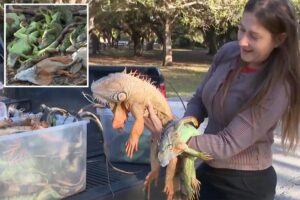 Floridians gather frozen iguanas by armload as frigid temps leave them paralyzed, dropping from trees
