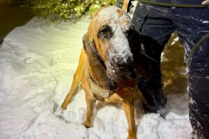 Heroic North Carolina police K-9 named Bo tracks rescues teen, 13, with special needs during bomb cyclone