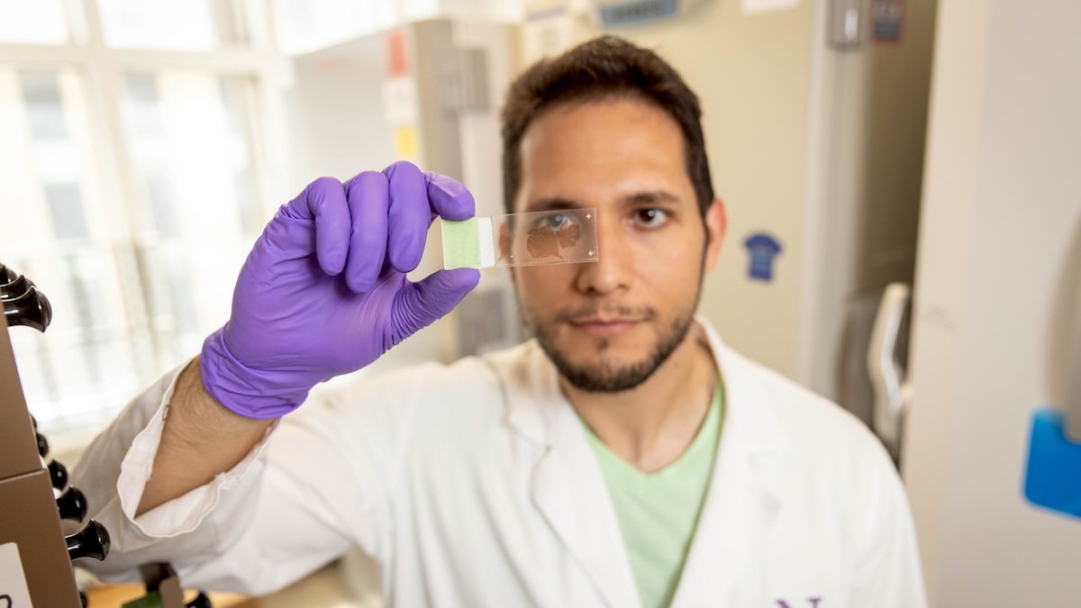 Man in laboratory looks at slide with sample