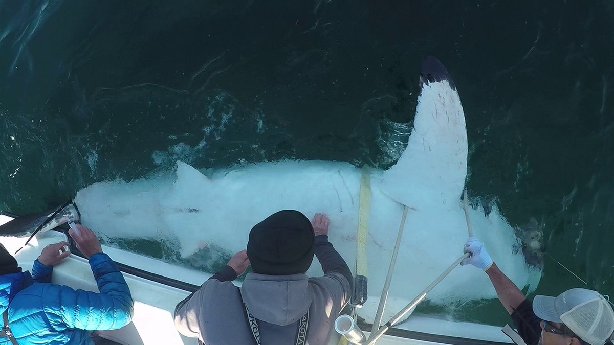 Overhead view of a great white shark being captured by researchers.