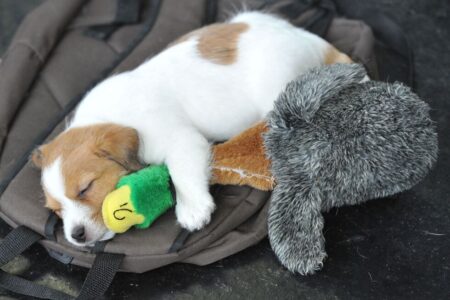 What music lovers should know about sharing sounds with pets