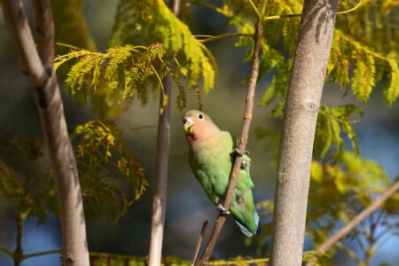What Phoenix’s lovebirds can teach us about love and partnership