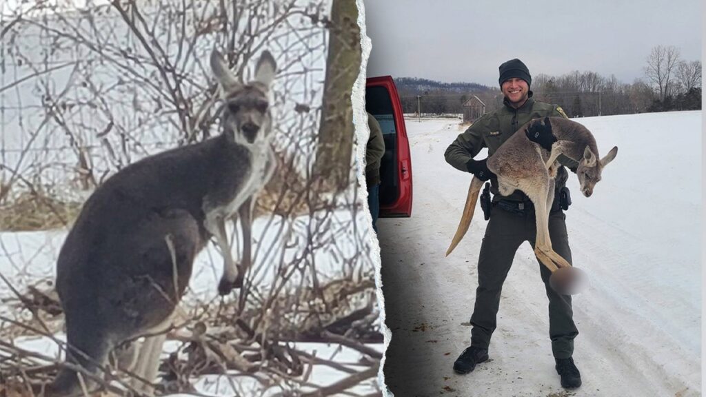 Escaped kangaroo blocks Virginia highway after being chased by hunting dogs, officials say