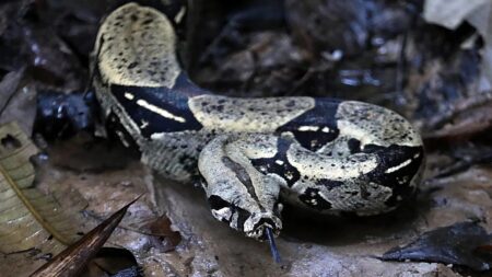 Crooks using reptiles to intimidate victims, Italian police warn