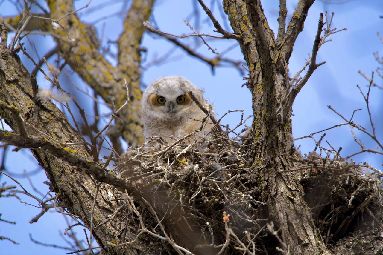 A baby owl looks down from inside a nest.