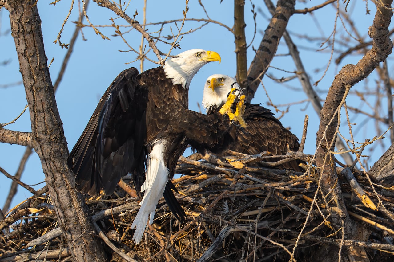 A bald eagle comes in for a landing on a nest where its partner is sitting.