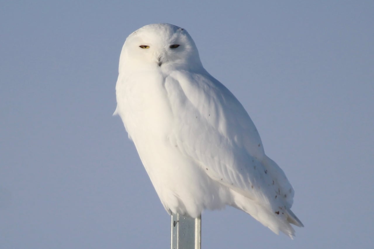 A snowy owl rests on a post.