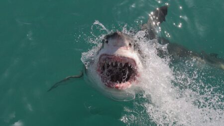 Shark attack deaths surged above decade average in 2025