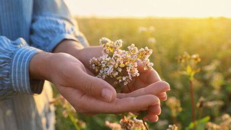Sleep remedy dubbed ‘nature’s Valium’ sparks debate among experts