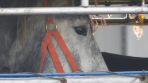 Horses ‘still dying’ after flights from Canada to Japan — and regulator seems unaware
