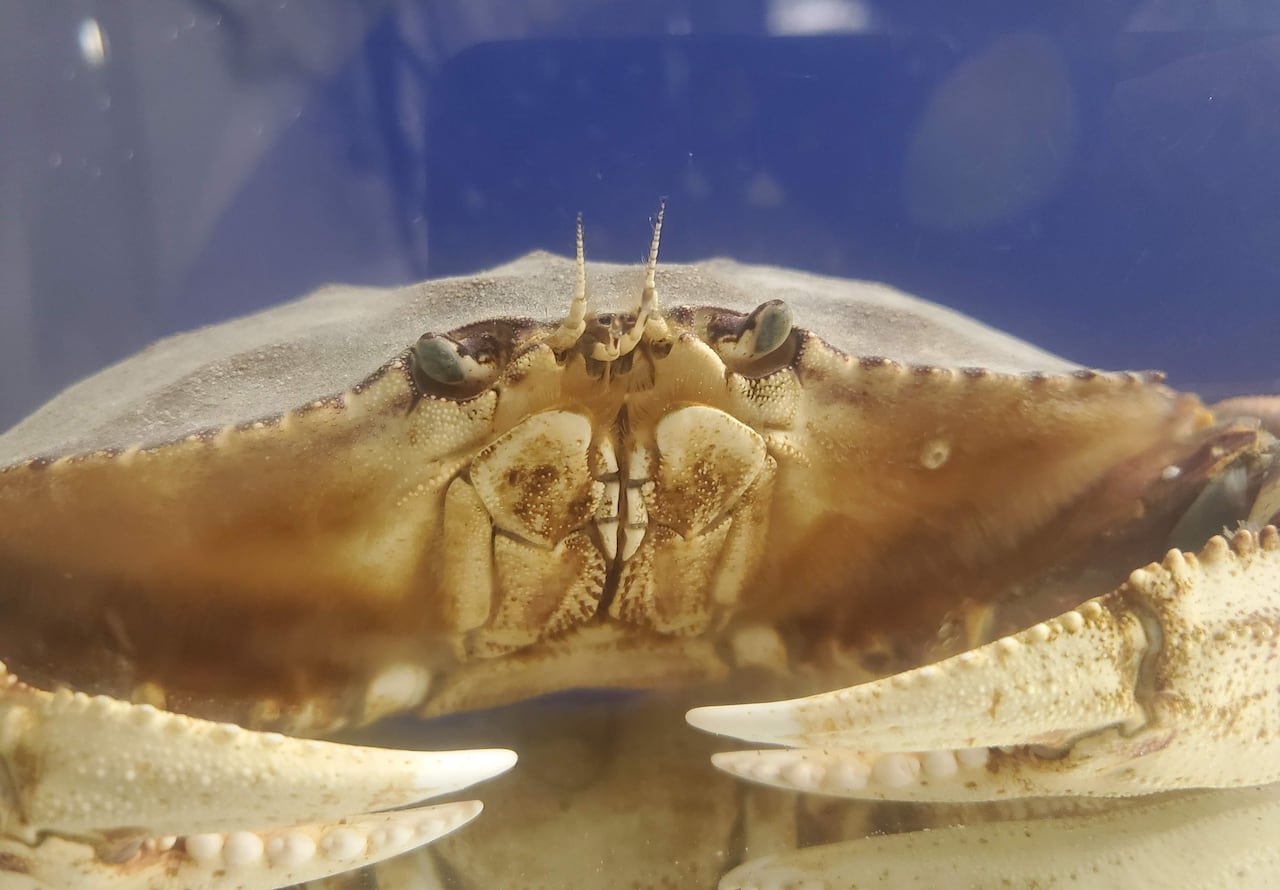 A dungeness crab shows its claws and mouth. 