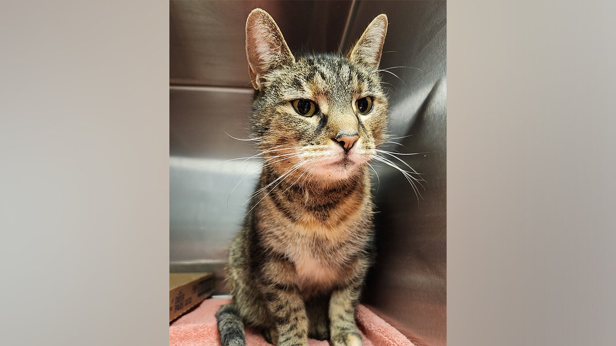 A missing cat in its kennel