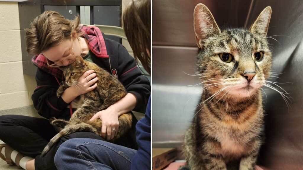 Family reunited with their lost cat 5 years later when she was found in stranger’s basement