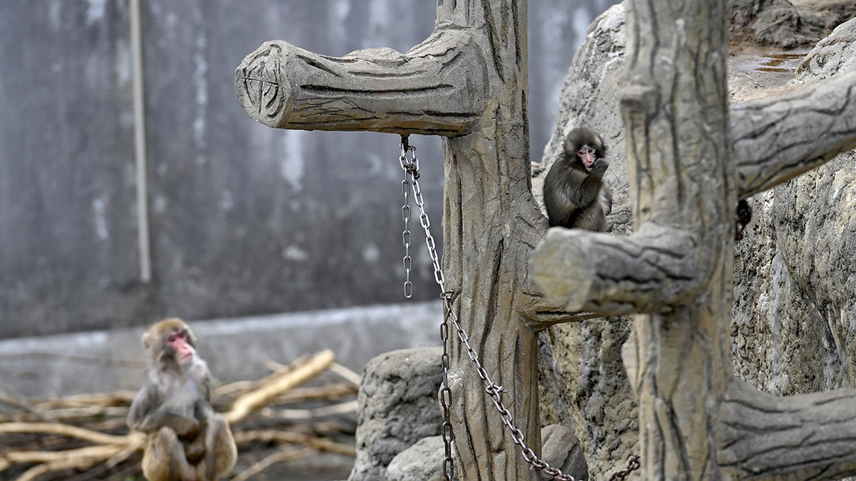 Baby monkey named 'Punch' is seen in a play area at a zoo on February 20, 2026,