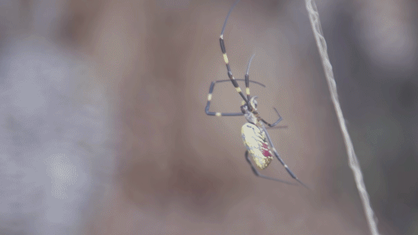 A Joro spider crawls along its web