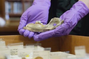 Scientists trace dogs’ history using the oldest genes ever studied