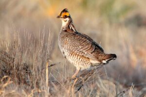 Federal protections end for the lesser prairie chicken