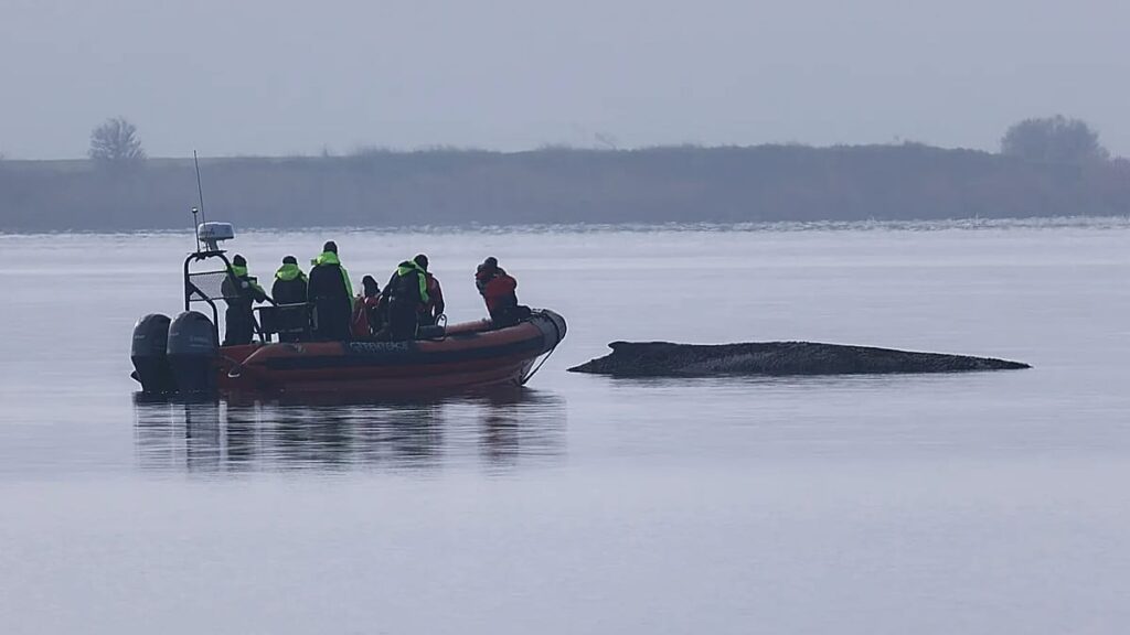 Teams halt efforts for whale stranded off German coast as chances of rescue ‘very low’