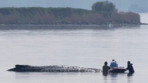 German rescuers plan to use air cushions to save Timmy the whale
