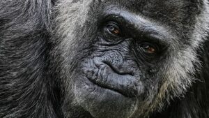 Oldest gorilla in captivity celebrates 69th birthday in Berlin Zoo