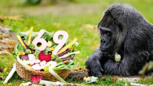 Video. Germany marks 69th birthday of zoo’s oldest gorilla
