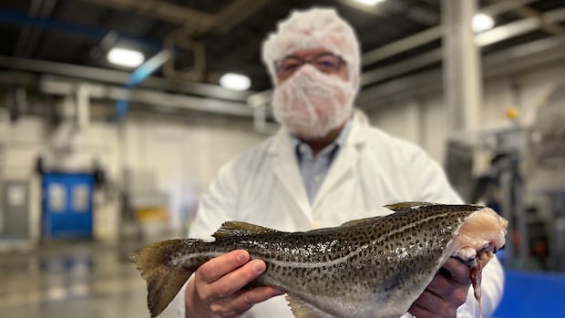 Northern cod stock is now in the ‘healthy zone,’ DFO says
