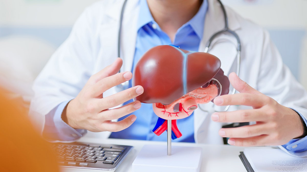 Doctor displaying a 3D model of a liver in a clinic.