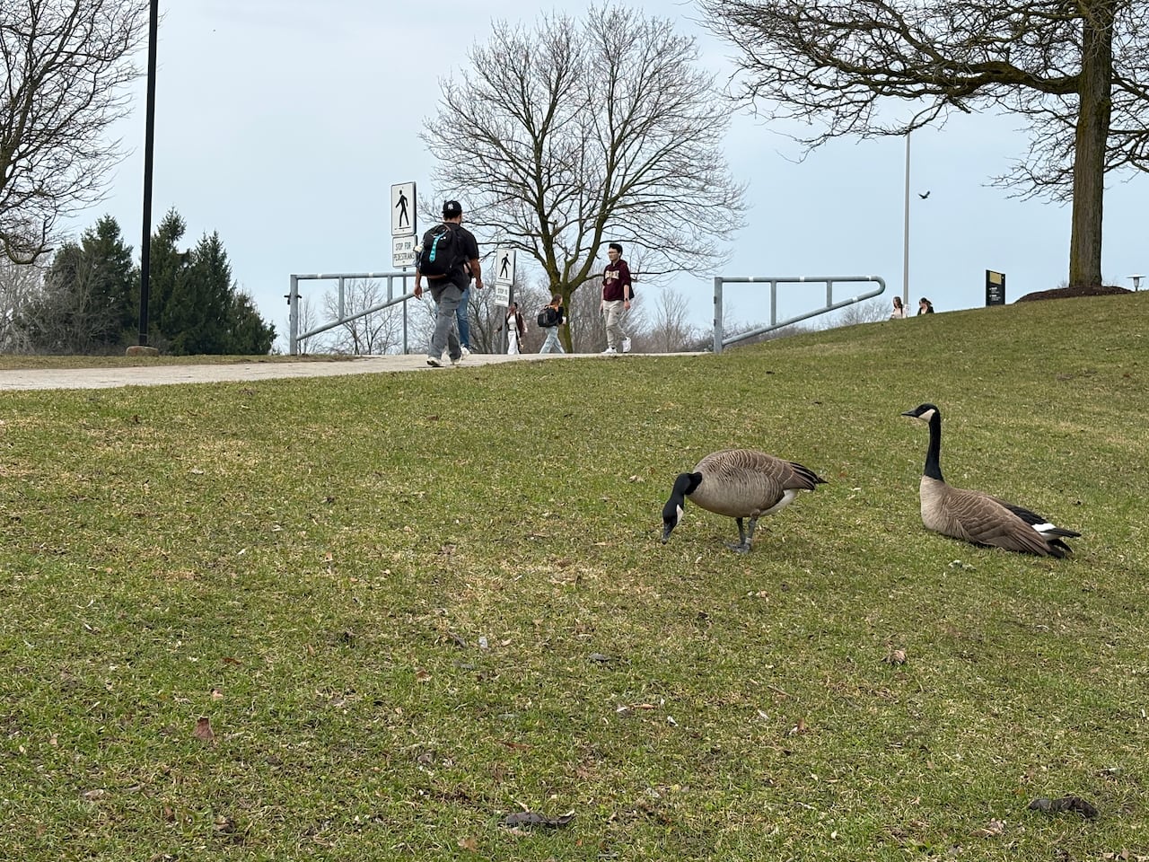 Canada geese are viewed as a "menace" by some students at the University of Waterloo. One student, Anirudh Dabas, has created an interactive map to help students avoid Canada geese.